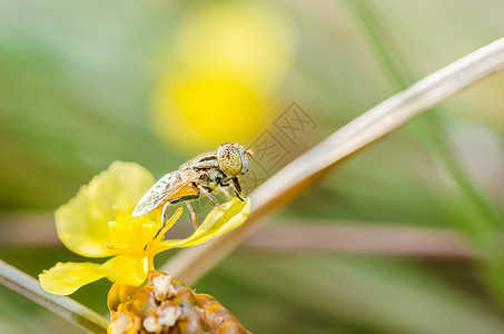 性质中的鲜花文件宏观黄色水果野生动物翅膀苍蝇花蝇昆虫图片