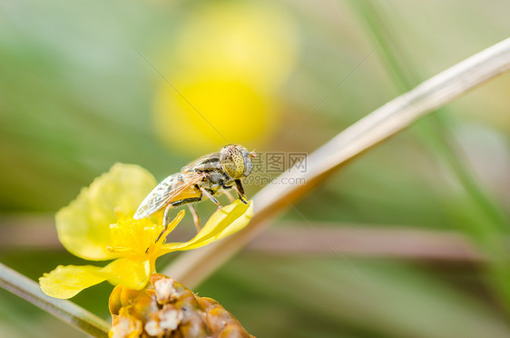 性质中的鲜花文件宏观黄色水果野生动物翅膀苍蝇花蝇昆虫图片