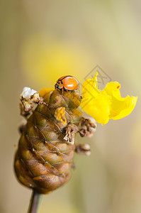 黄花草上的小小虫子植物漏洞昆虫橙子瓢虫野生动物植物群宏观图片