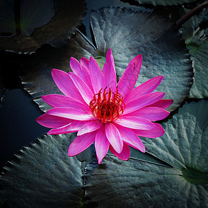 河边的普金莲花花瓣叶子百合环境植物卡片反射池塘植物群荒野图片