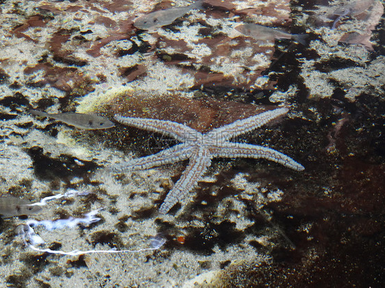 海星和鱼类图片