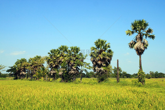 田间甘蔗棕榈树 泰国糖棕环境天空培育草地稻田季节农场花园木头图片