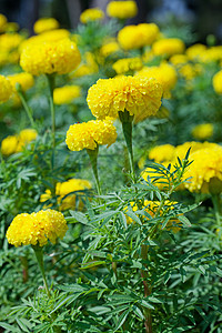 马吉戈德花花花园花园快乐昆虫树叶美丽万寿菊杂草团体金子图片