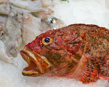 红鱼钓鱼摄影烹饪午餐海洋餐厅水产食物美食养殖图片