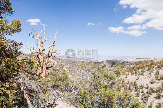 古代布里斯托克酮松树林锥体远景荒野植物岩石蓝色天空针叶树森林旅行图片