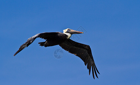 佩利卡海滩潜水员翅膀野生动物自然飞行荒野动物航班动物群图片