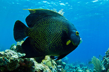 天使鱼潜水破坏钓鱼游泳神仙鱼海洋动物动物群水族馆热带图片