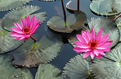 河边的普金莲花百合荒野花瓣美丽环境季节植物公园池塘植物群图片
