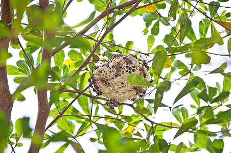 黄蜂蜂的蜂巢 紧粘在树上图片