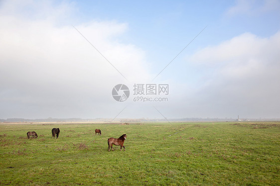 马和马匹在杜特奇小矮人中图片