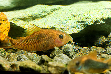 水族馆鱼类海岸海鲜婴儿玻璃魅力阳光海洋食物支撑质量图片