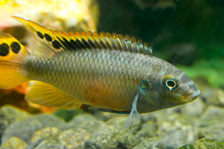 水族馆鱼类食物钓鱼玻璃阳光质量孩子激流海鲜渔夫四带图片