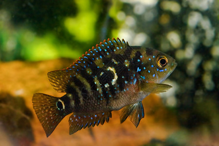 水族馆鱼类魅力钓鱼渔夫设施质量食物孩子海滩激流阳光图片