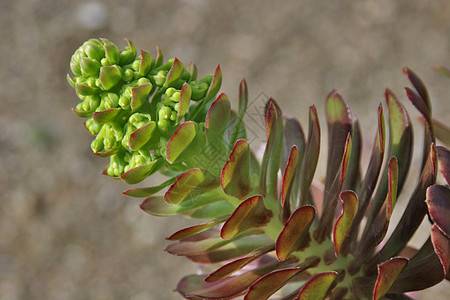 花绿色花园植物宏观荒野植物群植物学野花图片