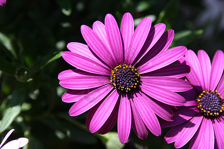 花朵植物花园花瓣紫色植物群场地野花荒野花粉宏观图片