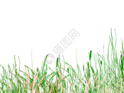 白色背景的绿草和里德图片
