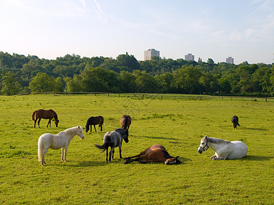 英国夏晨美丽绿田的马 马匹场景草地赛车手农场舞步头发蓝色天空卡片马术图片