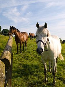 英国夏晨美丽绿田的马 马匹运动猪蹄天空马术毛皮农场舞步场地草地场景图片