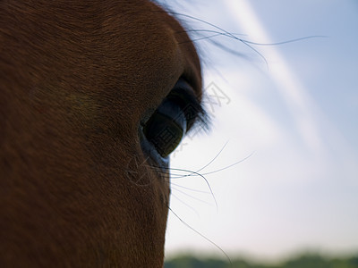英国夏晨美丽绿田的马 马匹猪蹄宠物运动板栗比赛荒野头发舞步农场草地图片