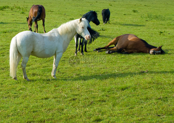 英国夏晨美丽绿田的马 马匹毛皮板栗头发天空马术场景牧场舞步小马蓝色图片