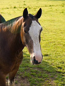 英国夏晨美丽绿田的马 马匹蓝色板栗场地宠物农场马术卡片舞步比赛场景图片