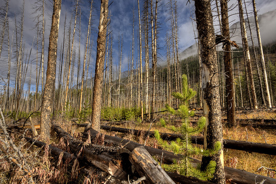 加拿大森林消防局森林生长燃烧旅行图片