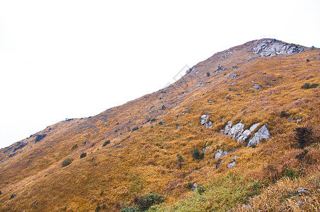 有黄草的山顶地质学森林木材风景木头山腰登山者青金石石头远景图片