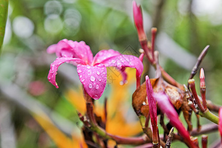 希比丘斯和芽上的雨滴图片