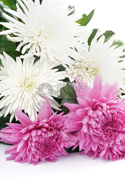 菊花花束白色影棚花瓣粉色自然雏菊植物学生长花头图片