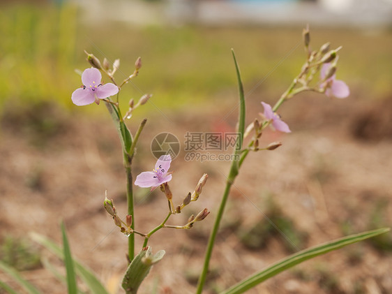 澳大利亚野花原生草药草图片