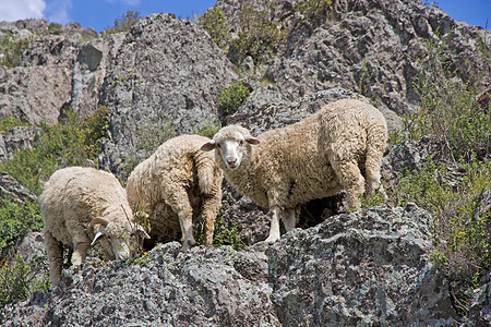 在美丽的山地草原上撒羊生态人群空地环境农村山脉晴天爬坡羊肉农田图片