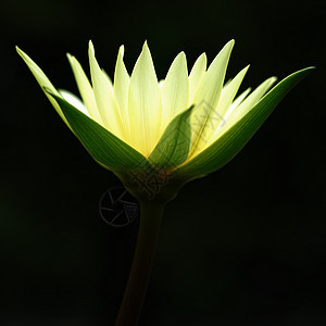 美丽盛开的黄水百合花瓣公园季节水池情调花园热带植物群荒野荷花图片
