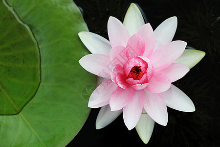 美丽盛开的红水百合反射热带荒野树叶情调水池植物学季节异国花园图片