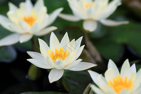 美丽开花的水百合图片