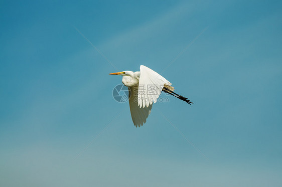 飞大Egret图片