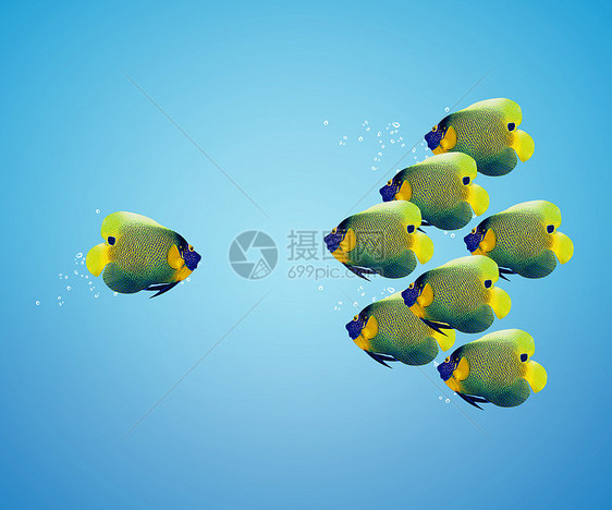 大型天使鱼领头天使鱼群运动母亲玻璃飞溅经理商业家庭神仙鱼游泳团体图片