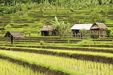 的稻田场地旅行房屋农村建筑物乡村热带图片