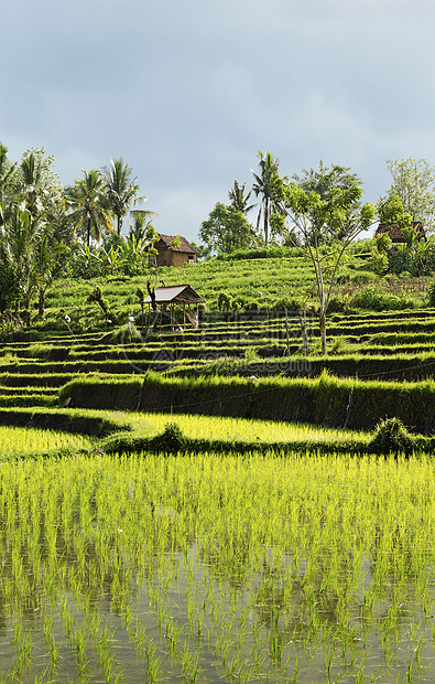 巴厘岛的稻田地貌乡村热带阳台情调异国村庄场地农村图片