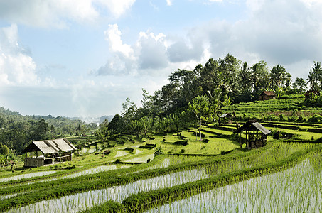 巴厘岛的稻田地貌村庄场地乡村农村热带异国阳台情调图片