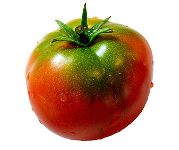 新鲜红番茄 加水滴图片