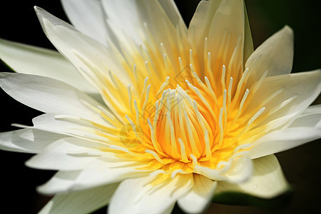 美丽盛开的黄水百合树叶花瓣宏观热带季节荷花花园池塘荒野水池图片