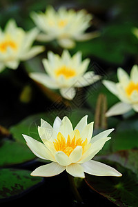 美丽盛开的黄水百合热带池塘植物水池冥想荷花植物学花瓣情调异国图片