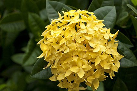 全闪耀时的黄色 Ixora 鲜花仙丹衬套植被热带耐力宏观茉莉花灌木花粉植物群图片