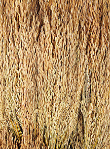 闭紧金稻钉植物群食物小麦生长稻草营养季节金子植物收成图片