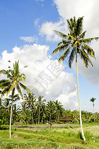巴厘岛热带地貌景观异国场地手掌情调旅行图片