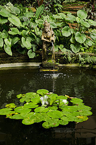花园池塘细节热带园艺植物花朵异国情调图片