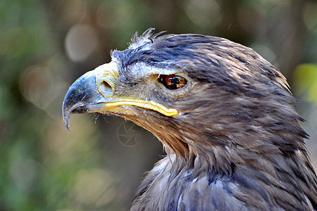 鹰头羽毛动物鸟类黄色猎物食肉绿色荒野棕色捕食者图片