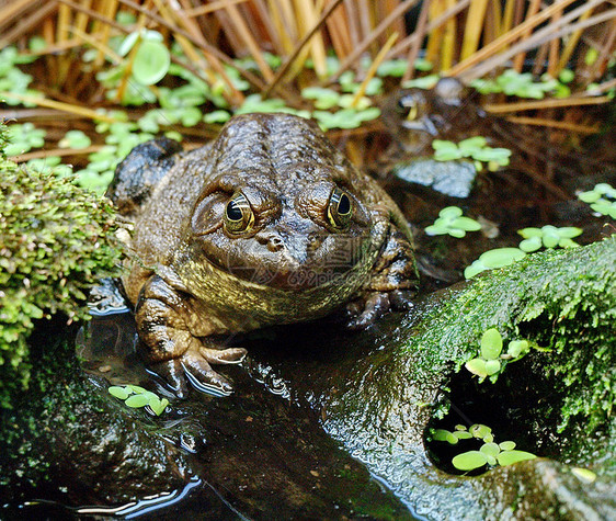 大青蛙在自然环境中的自然环境蟾蜍摄影森林野生动物丛林眼睛沼泽宏观荒野动物图片