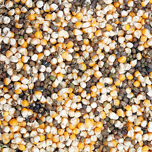 黄玉米和绿豆混合文化谷物棒子蔬菜生产宏观小吃玉米种子营养图片