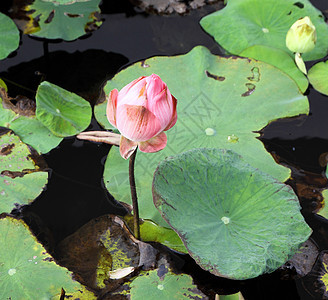 莲花池的粉粉莲植物群花园百合荷花植物花瓣异国池塘情调公园图片